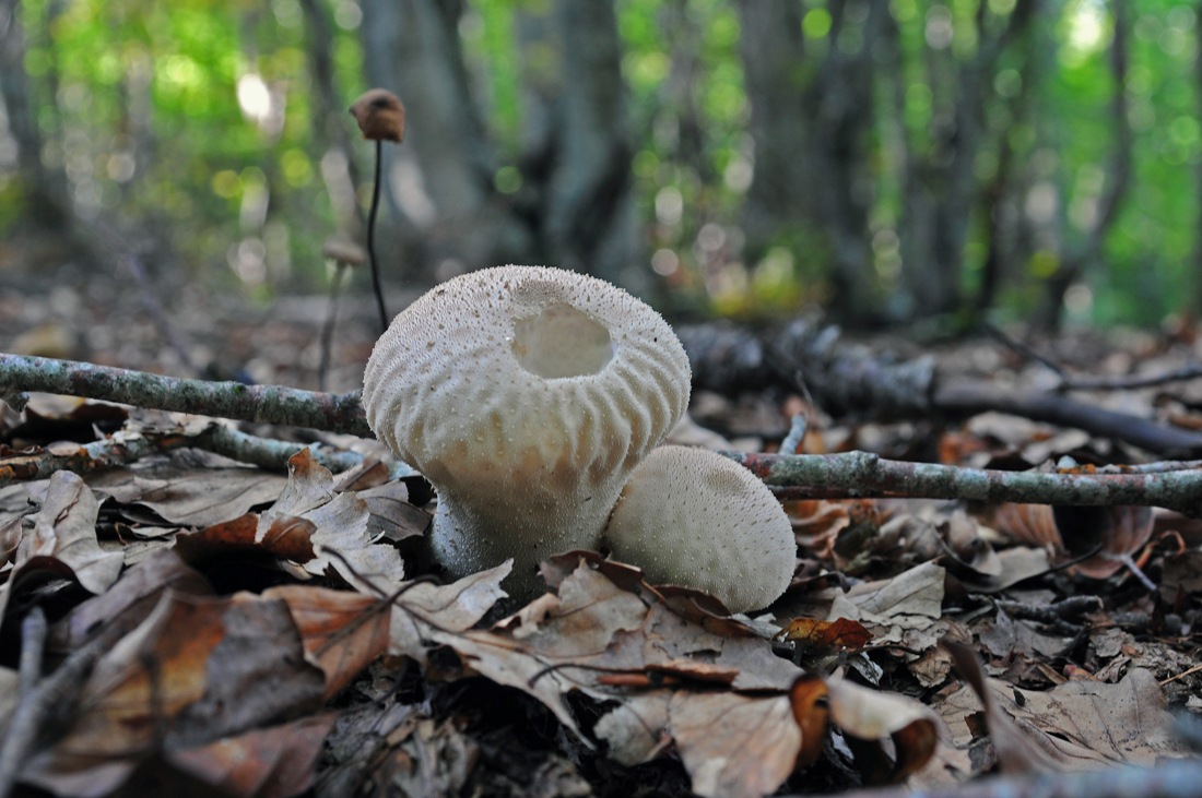 Lycoperdon perlatum?